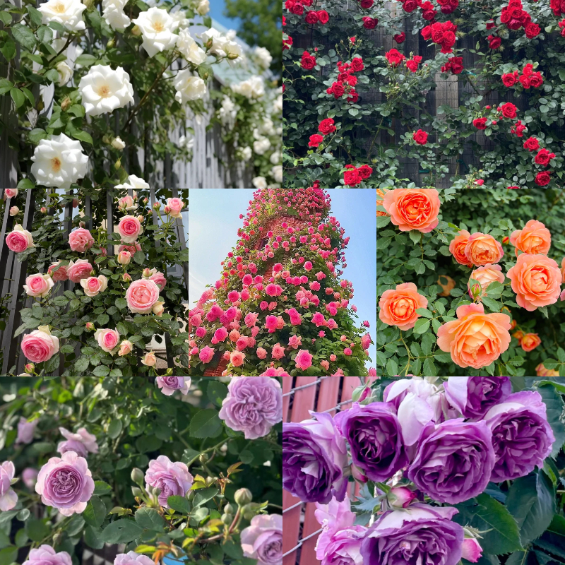 💥Garden Jewel: 💐Multicolor Climbing Rose🌹✨40% OFF