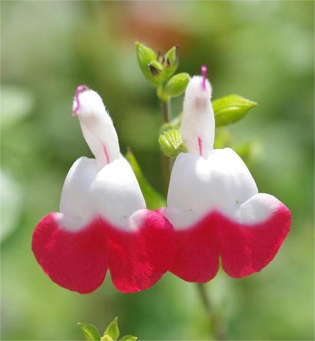 Cherry Lips Salvia "Hot Lips"