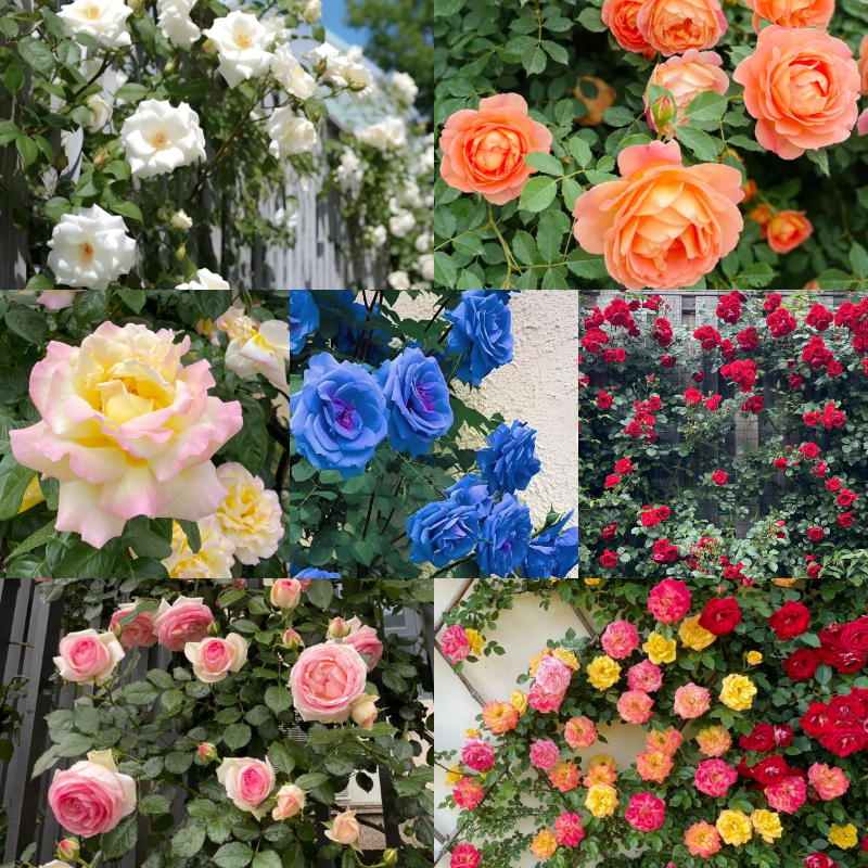 💥Garden Jewel: 💐Multicolor Climbing Rose🌹✨40% OFF