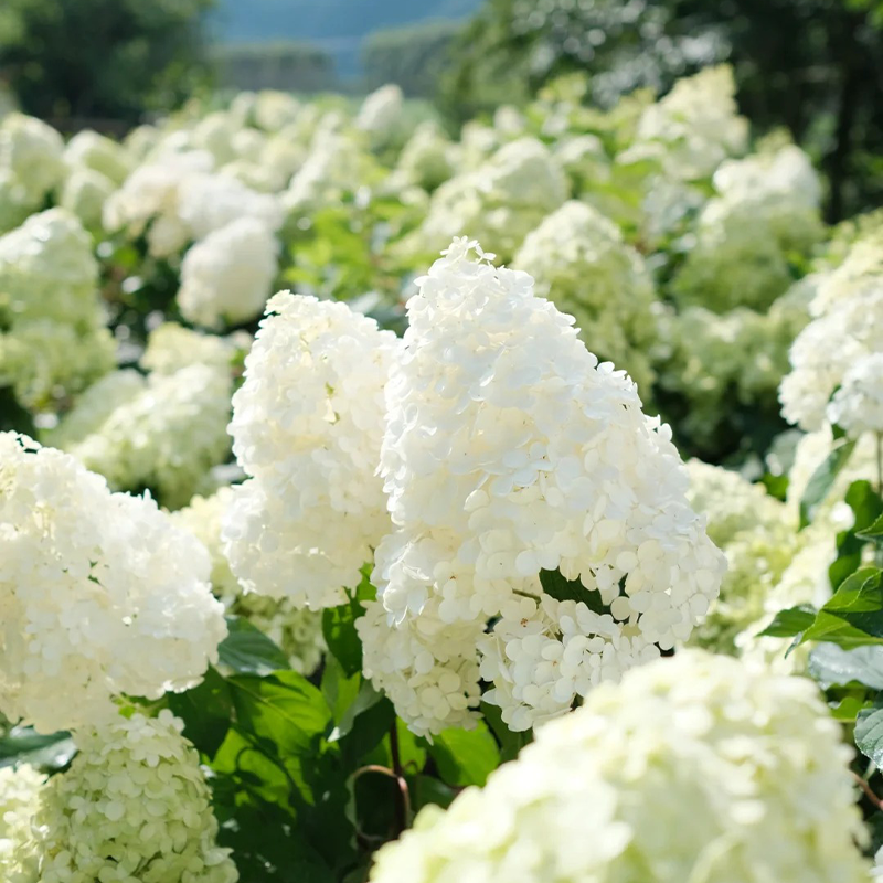🍦Sommer-Erdbeereis – 🍨Konische Hortensiensamen