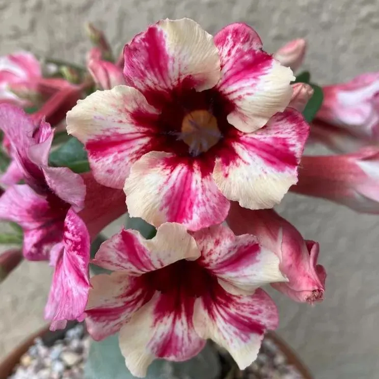 🌵🌹 Dive into Desert Beauty: Desert Rose Seeds for Your Tranquil Haven! 🏜️🌺