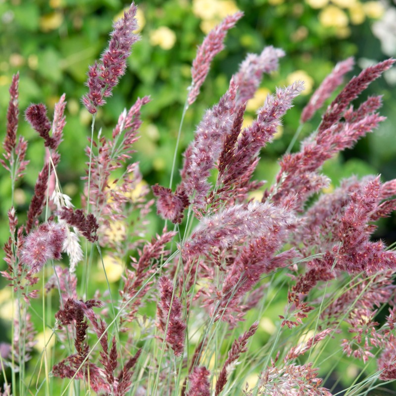 Molasses Grass Seeds