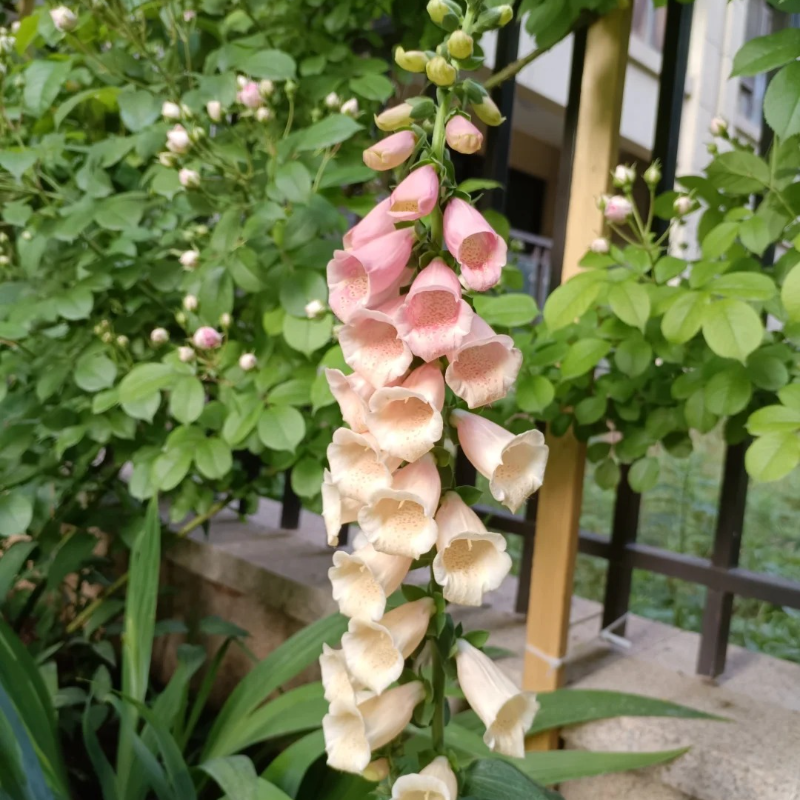 Relax & Garden 🌞 – Foxglove Seeds for Calm, Graceful Outdoor Spaces 🌷🪴