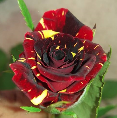 🌹🌵Rare Rose "Firebird"💥Hot selling！