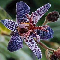 🔥The unique charm in the garden: 🌼Spotted lilies💐🌿