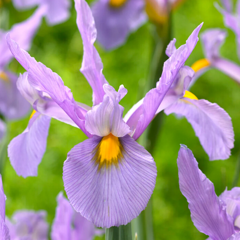 Dutch Iris Seeds 🌷 – Garden Joy Made Easy 😊