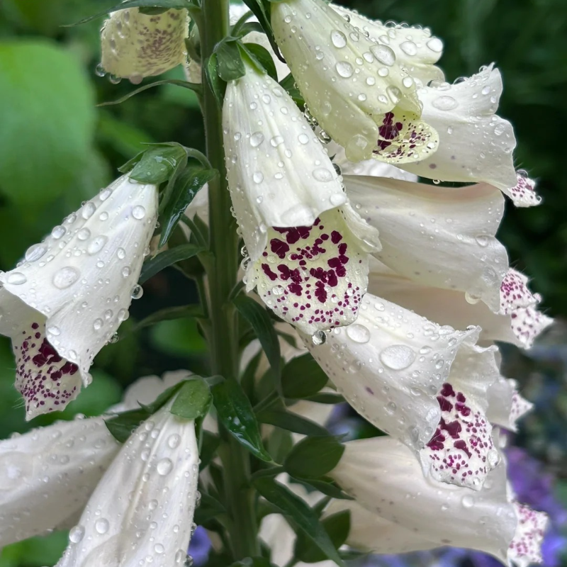 Relax & Garden 🌞 – Foxglove Seeds for Calm, Graceful Outdoor Spaces 🌷🪴