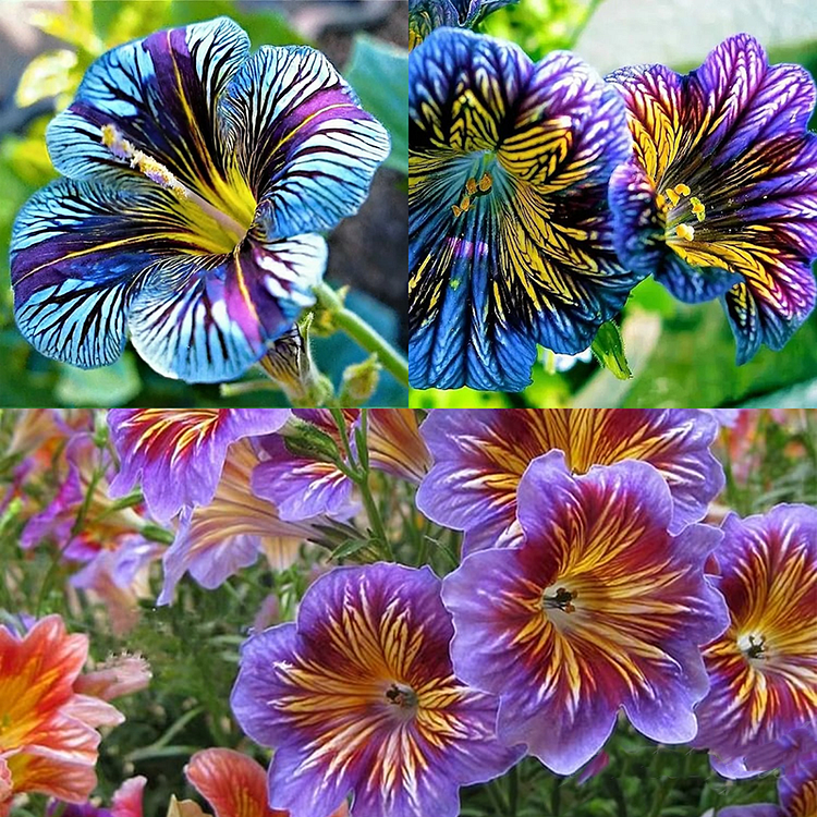 🎉Limited Edition-🌺Chilean Morning Glory🌱Seeds