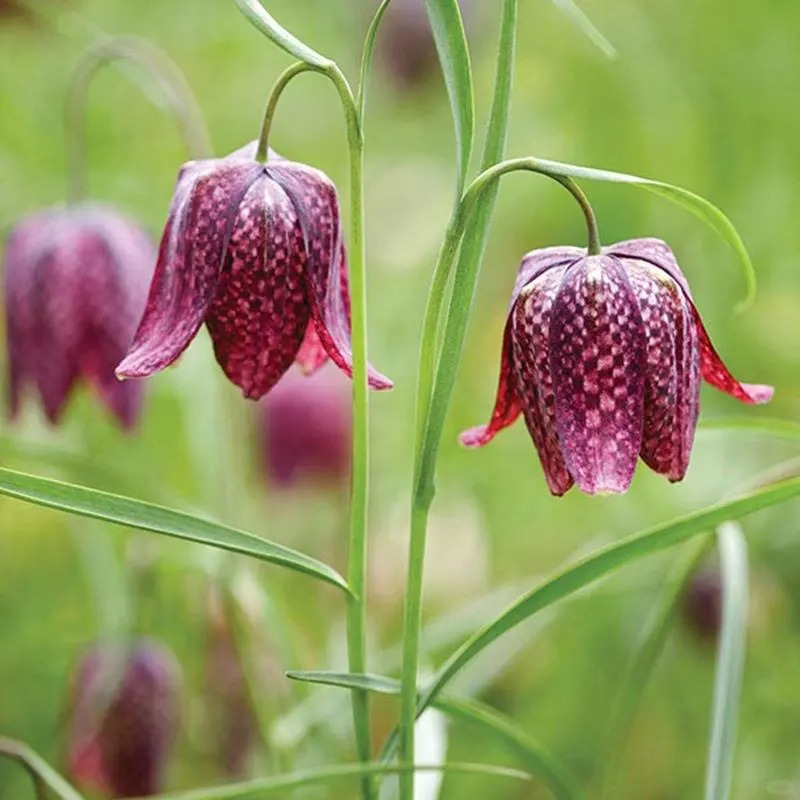 🌸 Fritillaria Flower Seeds – Easy Perennials with a Touch of Vintage Grace 🪴