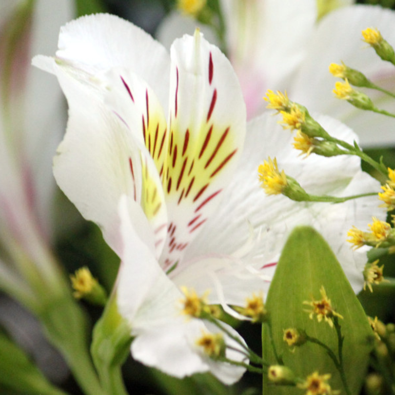 🌸 Alstroemeria Aurea Flower Seeds - 😍Easy to Grow 🌟 Perennial ❤️Deer-Resistant 