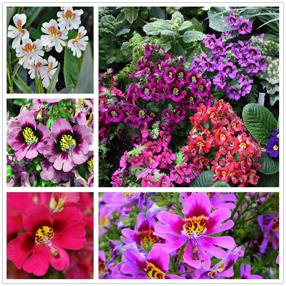 Butterfly Flower Seeds - Angel Wings Mix