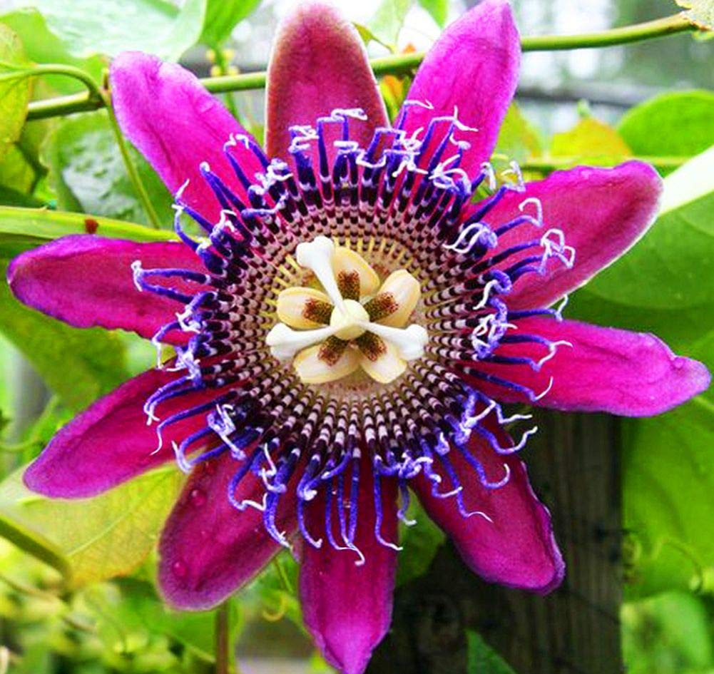 Passion Flower Seeds