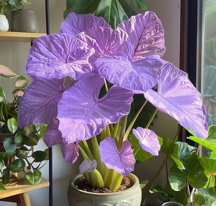 Potted Alocasia Bulbs 🍃