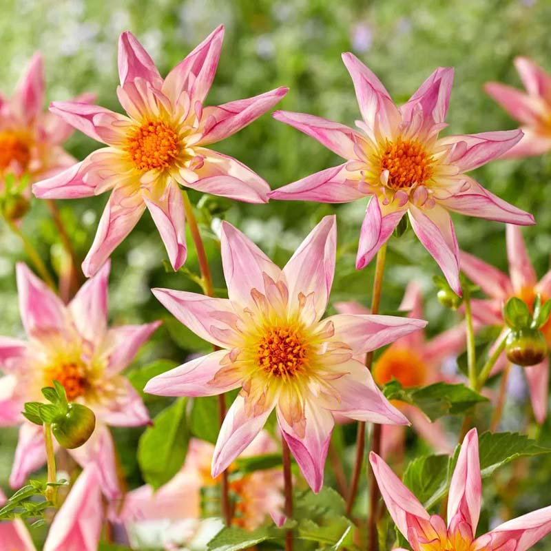 Star Dahlia Seeds: easy to grow and bring stunning flowers to your garden 🌟🌺