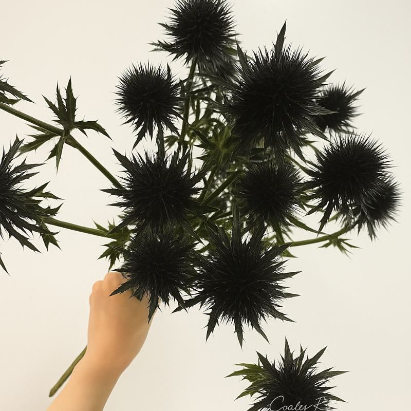 🌼 Kenya Eryngium Seeds – Unique Blooms for Easy, Elegant Gardens ✨