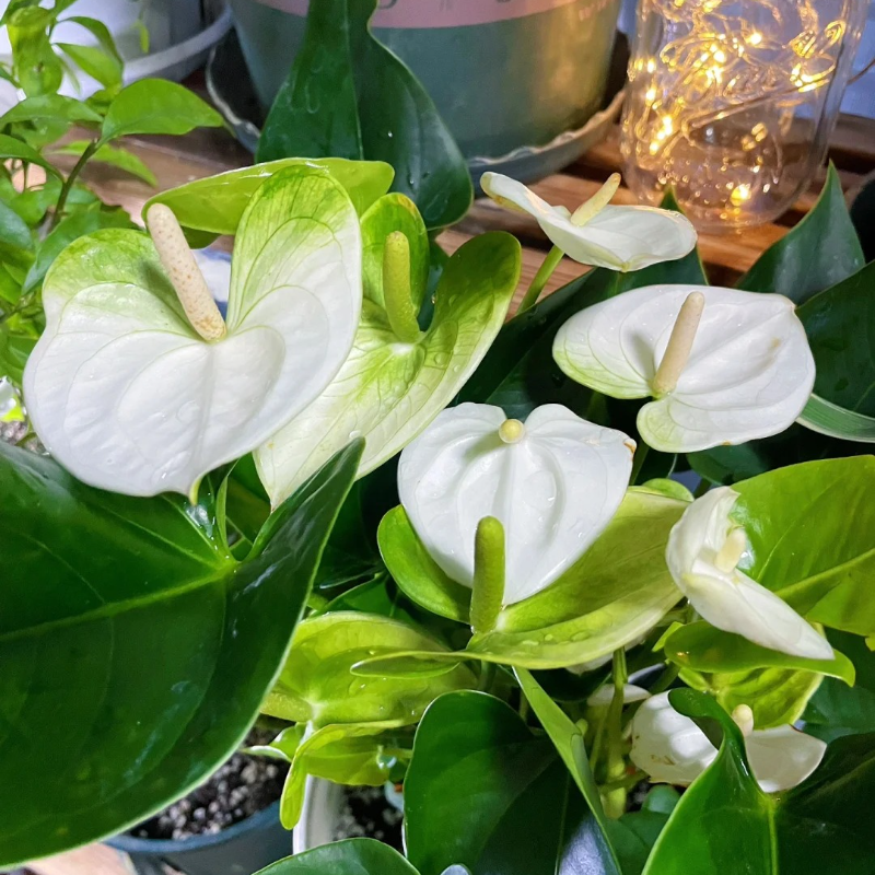 Anthurium Seeds🌱- Easy-Grow Tropical Blooms for Seniors | 🌸 Vibrant Red & Hearty Varieties