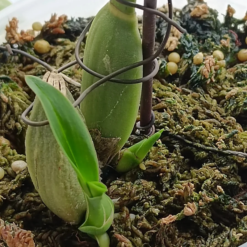 🌼 Easy-Grow Oncidium Orchids – Elegant Indoor Blooms 🏡