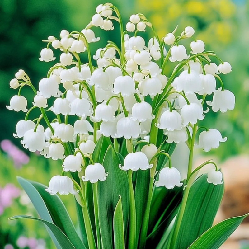 🔔Colorful lily of the valley🌸enchanting plant