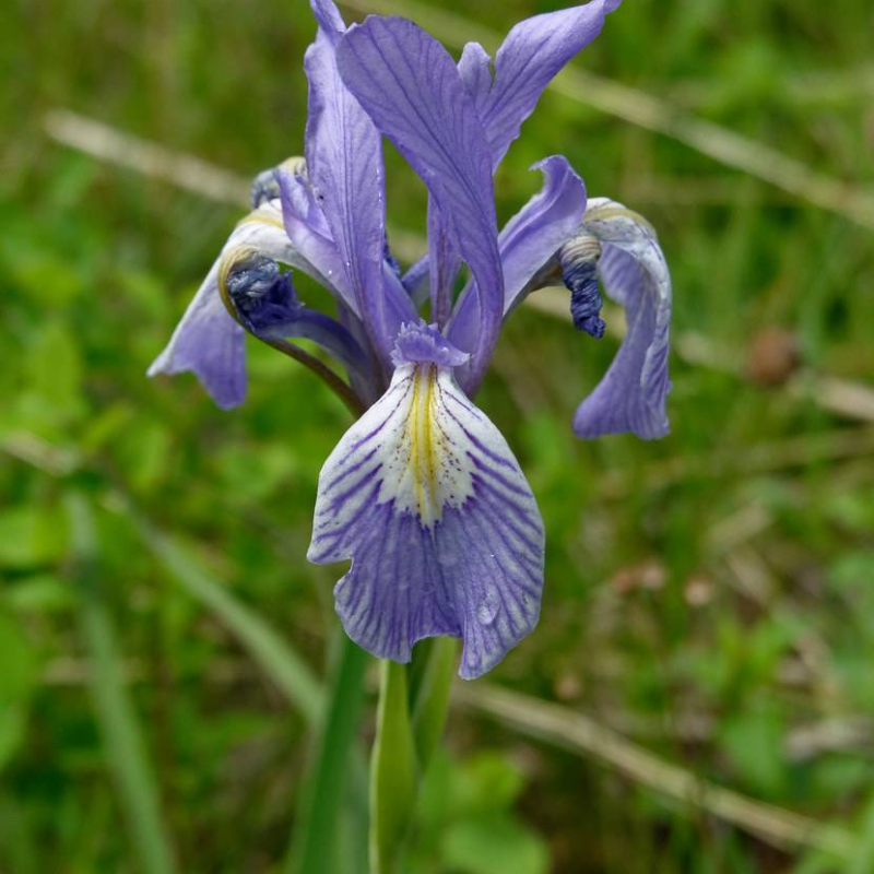 ⚜️Wild Iris Seeds – Nature’s Masterpiece for Your Garden! 🌿