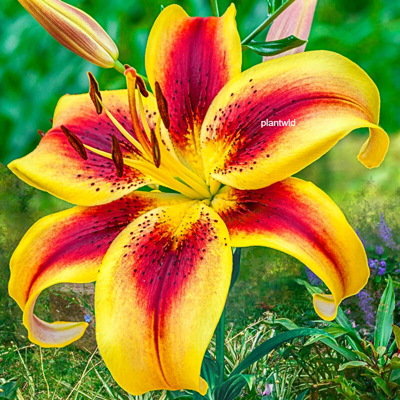 Oriental Lily