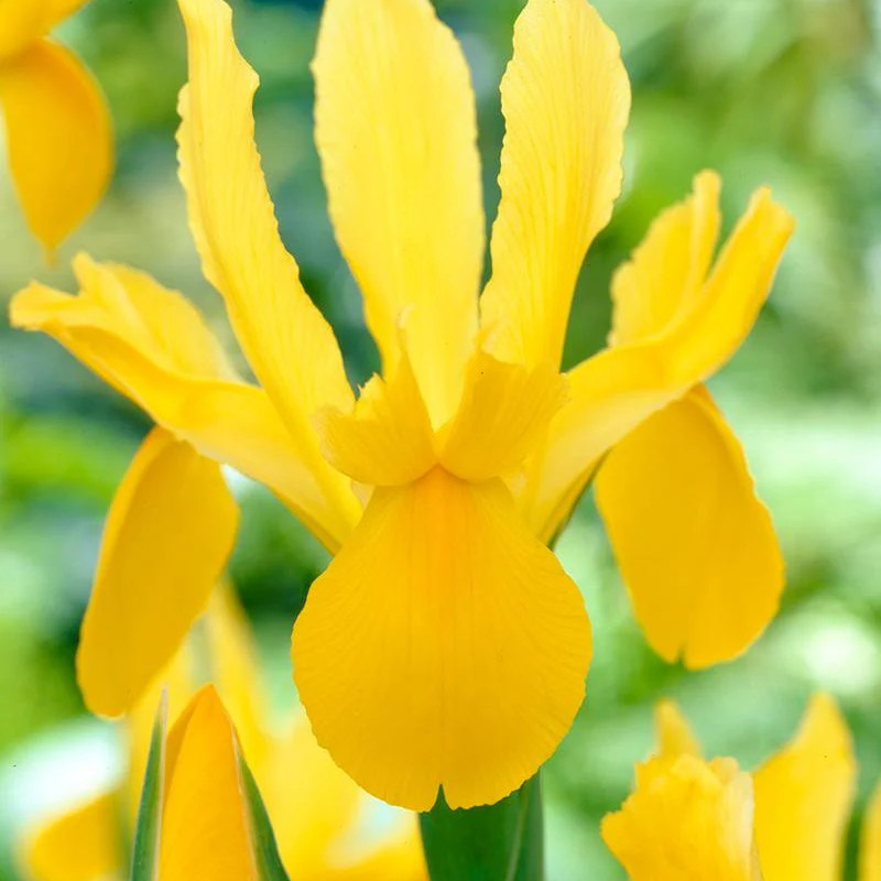 Dutch Iris Seeds 🌷 – Garden Joy Made Easy 😊