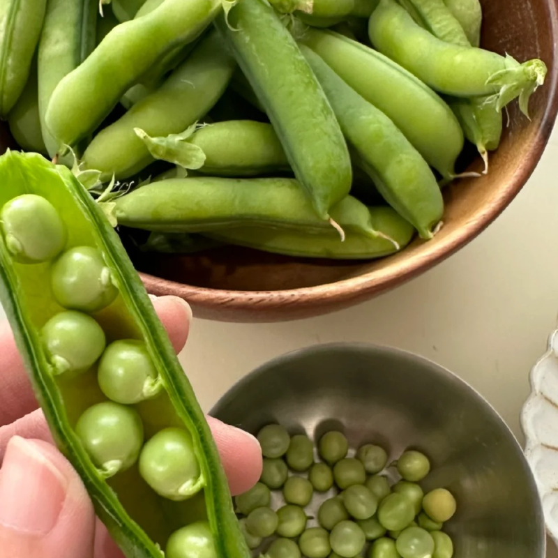 🫛Pea seed-Sweet, healthy, and easy to grow