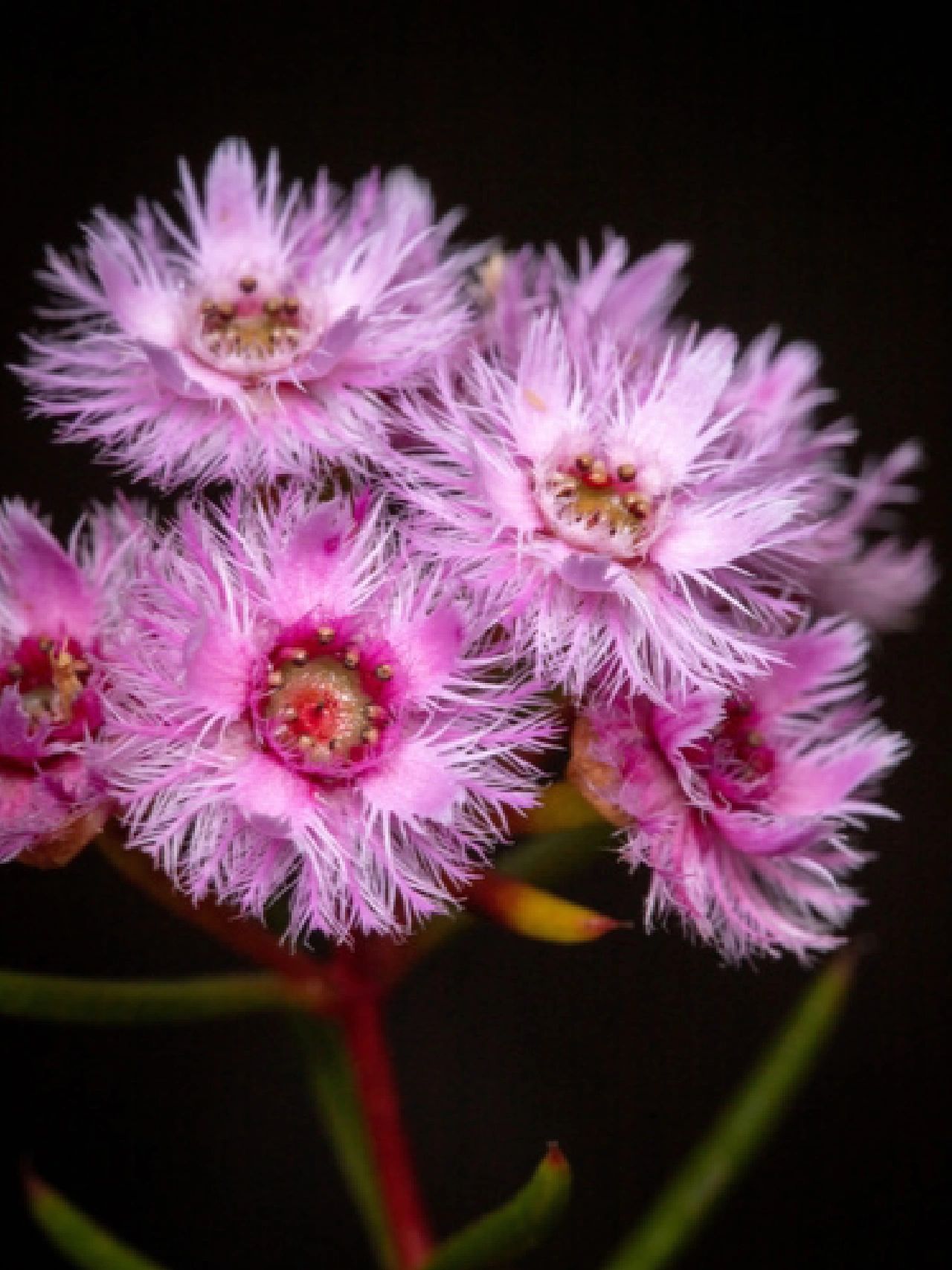 Verticordia Picta flowers-Feather Flower