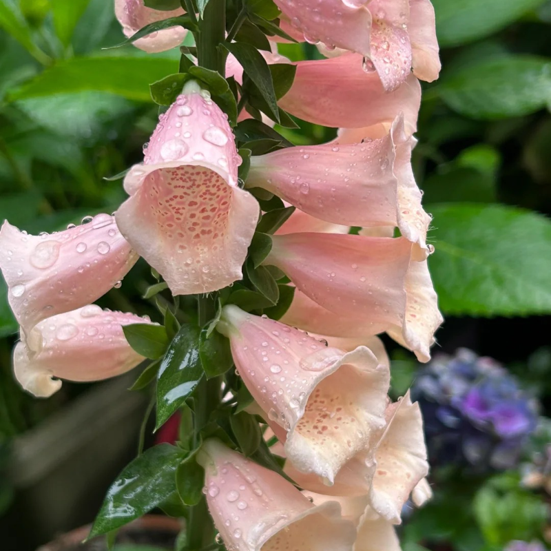 Relax & Garden 🌞 – Foxglove Seeds for Calm, Graceful Outdoor Spaces 🌷🪴