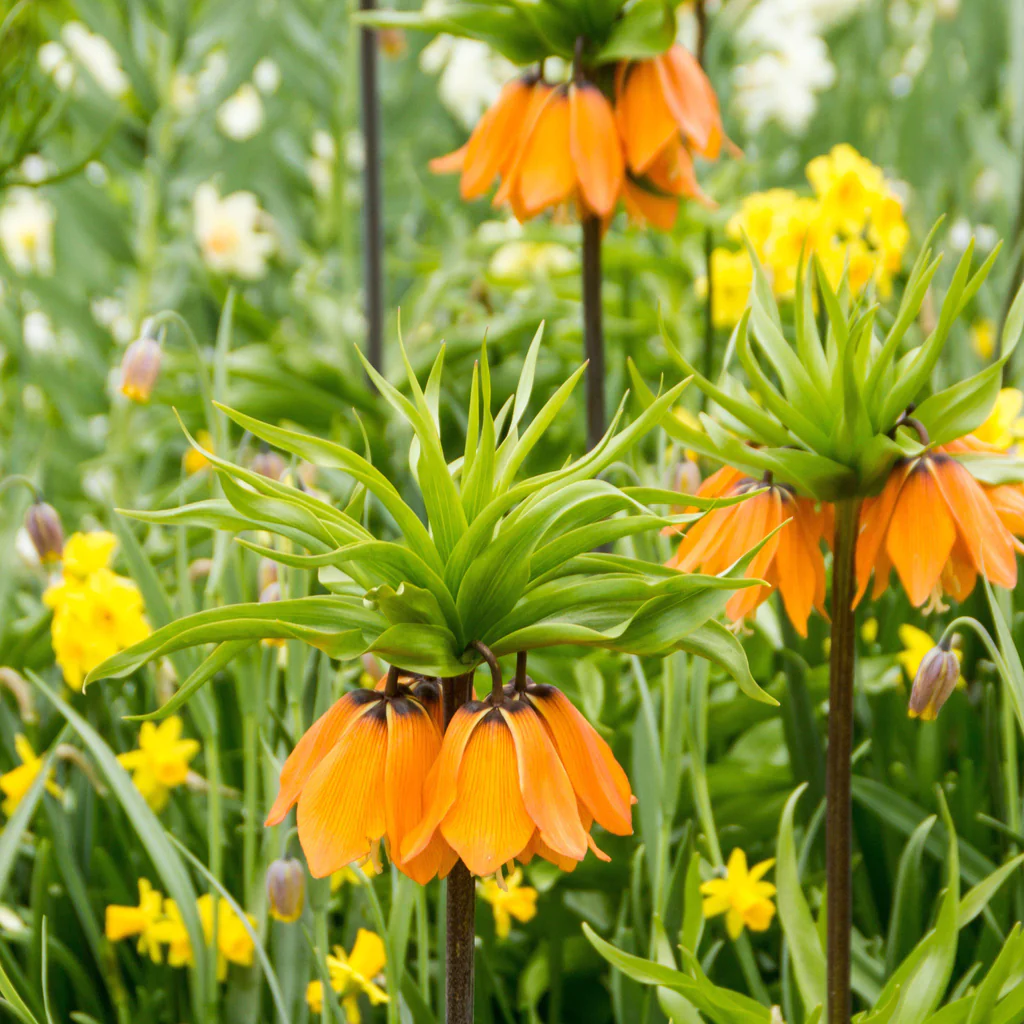 Fritillaria Crown Imperial Aurora