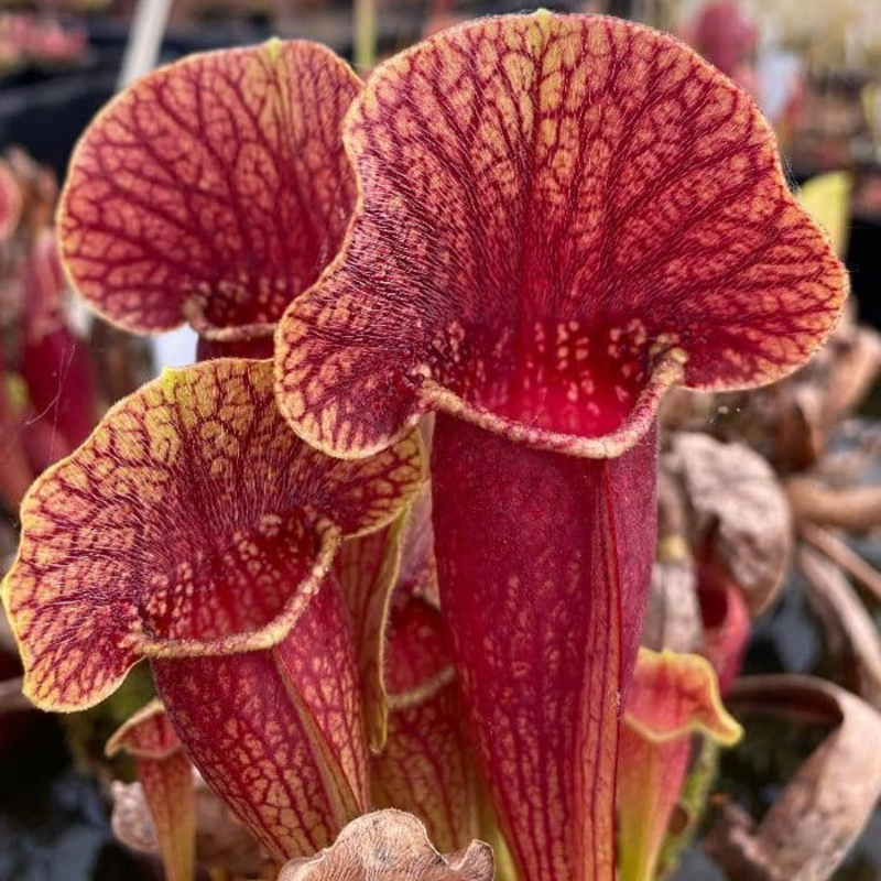 🌱 Pitcher Plant Seeds – Easy, Elegant & Bug-Free Gardening 🐞🌼