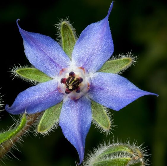 Borage Seeds🌸🎉50 Discount🎉