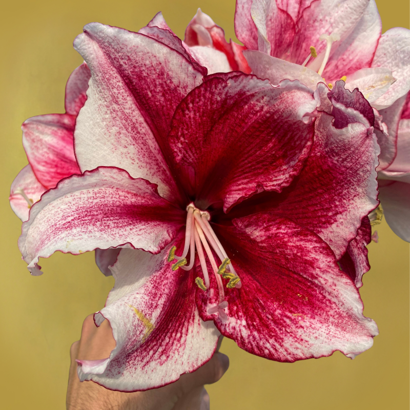 🌸 Timeless Beauty in Every Bloom – Hippeastrum Seeds: Easy to Grow, Perfect for Generations!