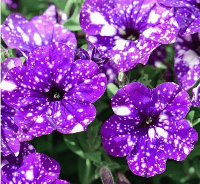 [Copy]Starry Morning Glory Rare Flower Seeds