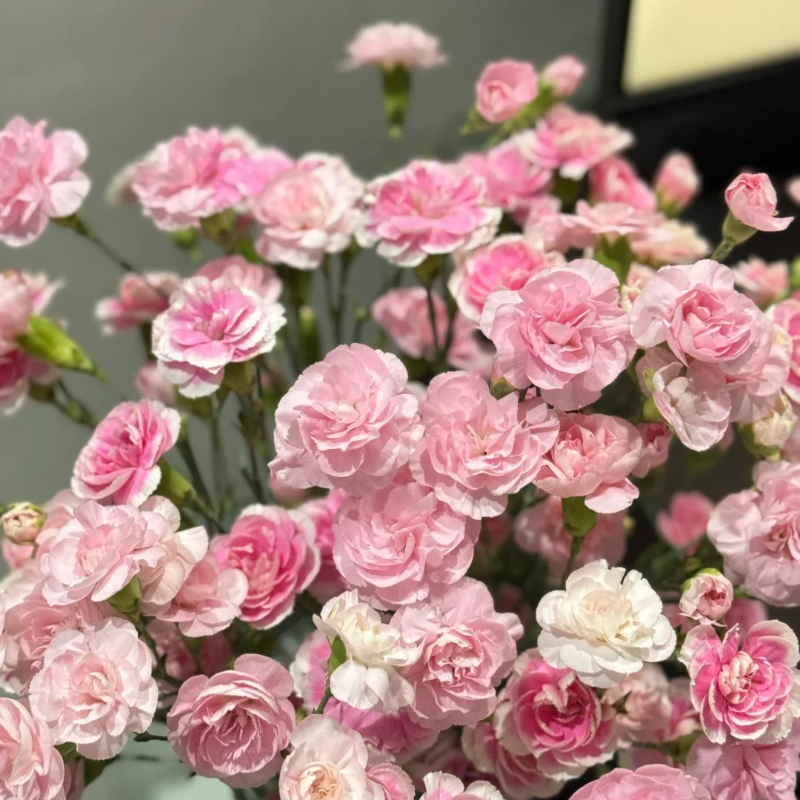 🌸 Doting Series Dianthus Seeds — A Garden Full of Love and Color