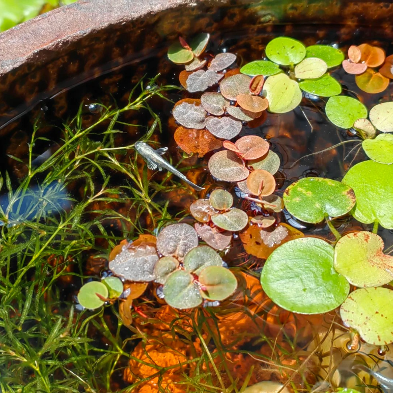 🍀 Round Leaf Duckweed Seeds – Grows Fast 🌱 | Cleans Water 💧 | Easy Natural Cover for Peaceful Ponds & Happy Fish  🐟🪷