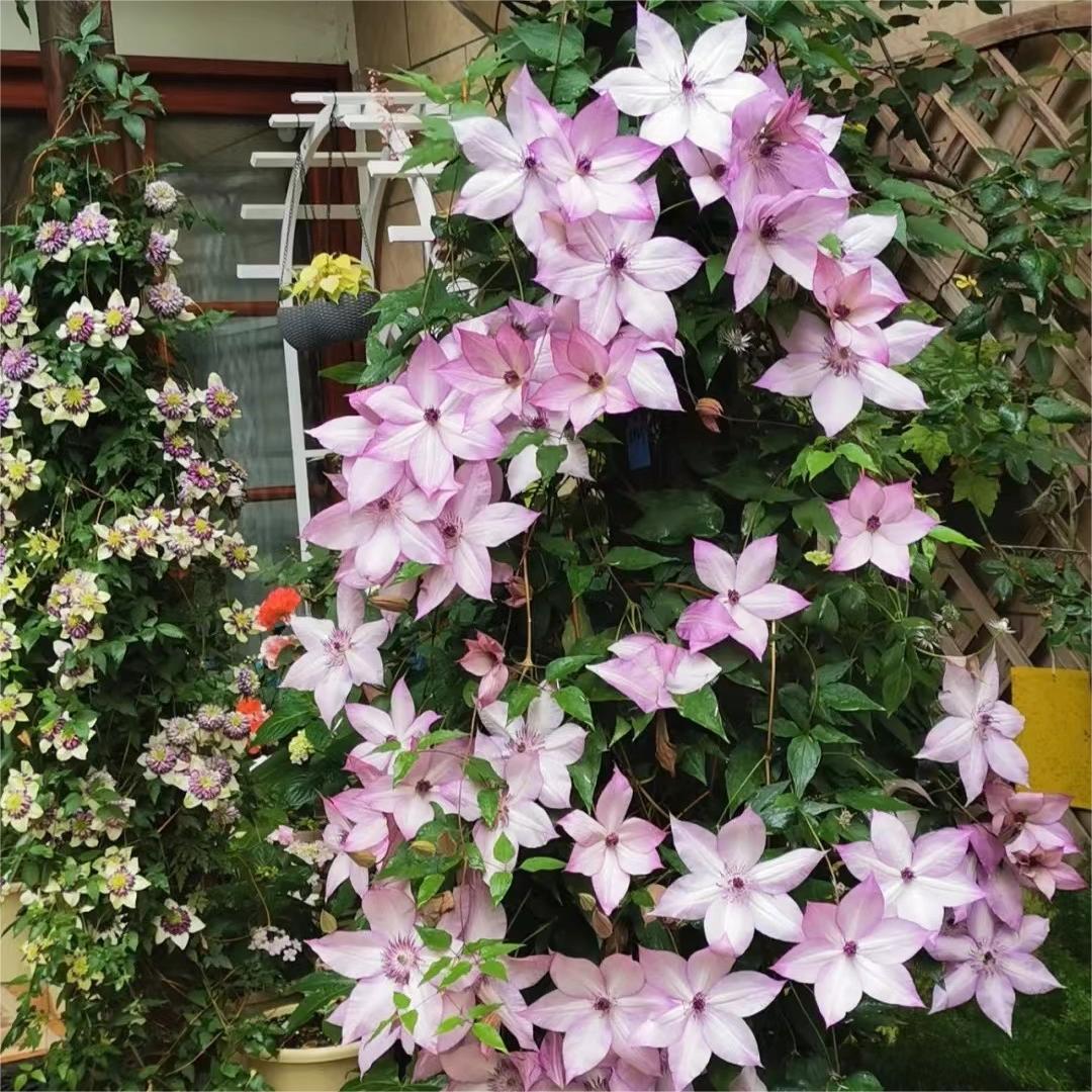 Climbing Clematis Seeds
