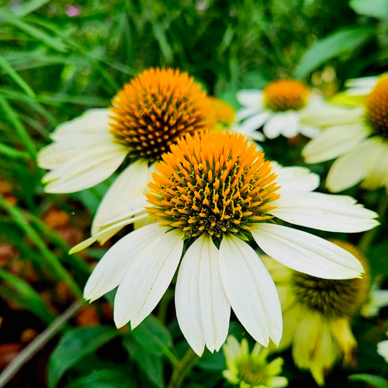 🌱Pinecone Chrysanthemum Seeds - Attract Butterflies🦋 Deer-Resistant, Low Maintenance, Blooms All Summer