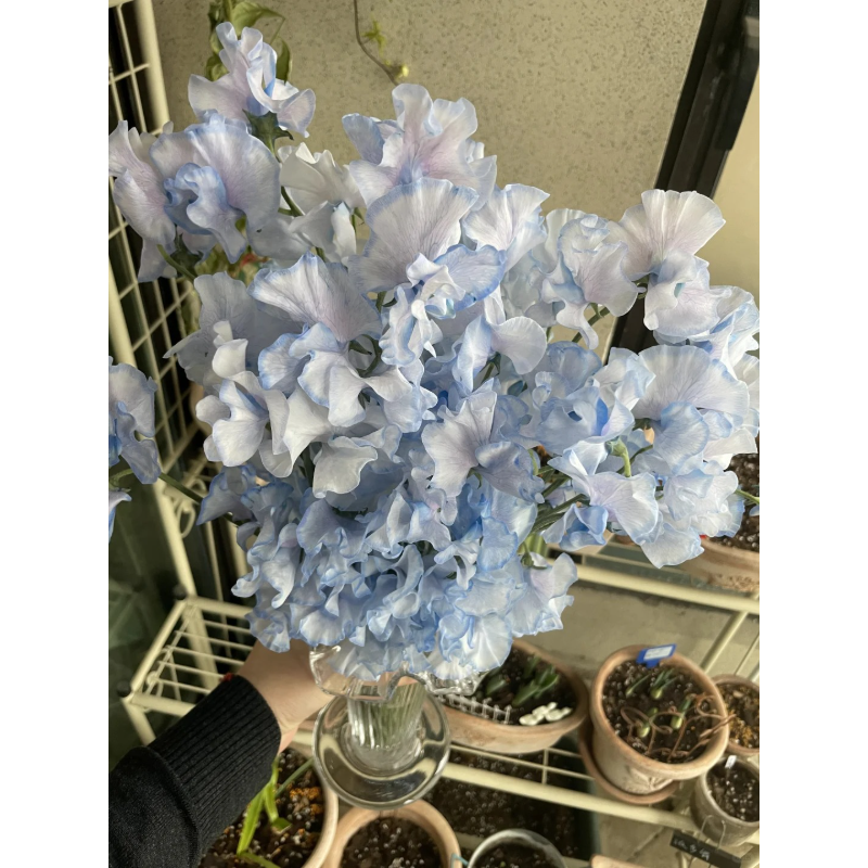  Fragrant Pea Seeds- Blooms for garden & containers | non-GMO, fast growing🌱