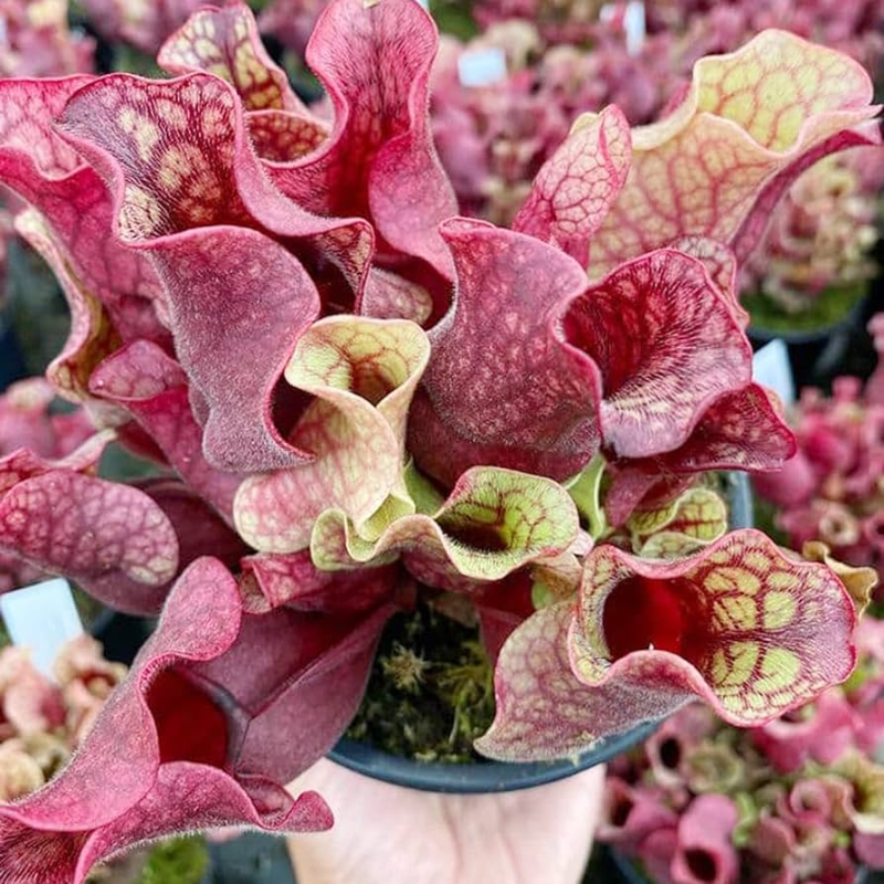 🌱 Pitcher Plant Seeds – Easy, Elegant & Bug-Free Gardening 🐞🌼