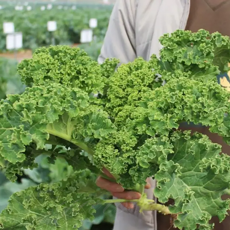 Ornamental Kale Cut Flower Collection Seed