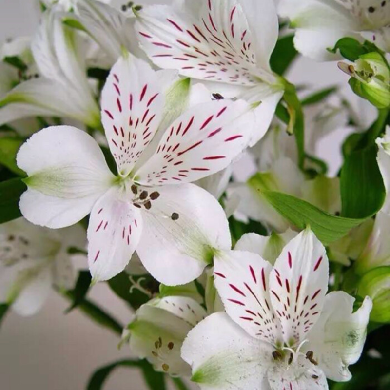🌸 Alstroemeria Aurea Flower Seeds - 😍Easy to Grow 🌟 Perennial ❤️Deer-Resistant 