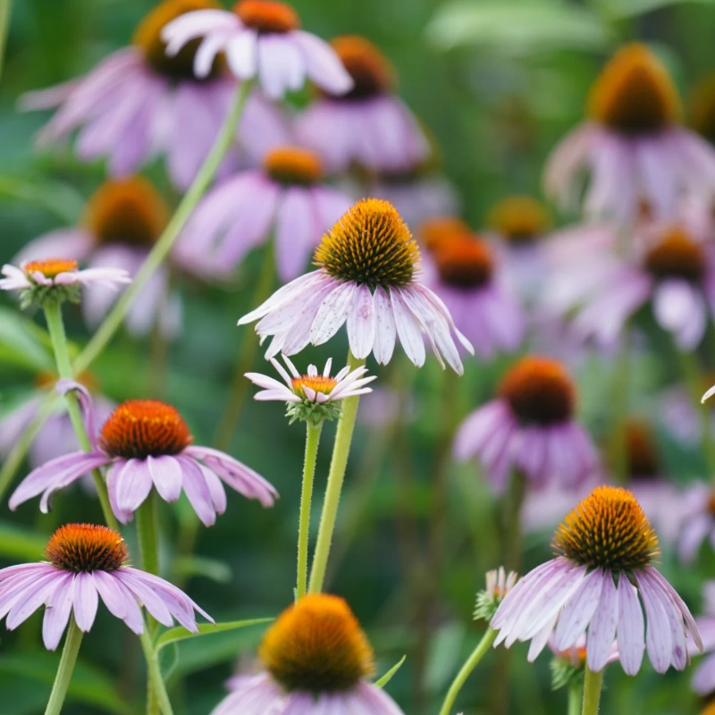 🌱Pinecone Chrysanthemum Seeds - Attract Butterflies🦋 Deer-Resistant, Low Maintenance, Blooms All Summer