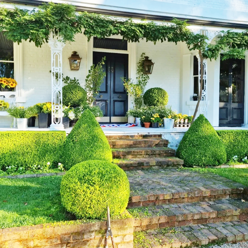 🌿🌸 Boxwood Seeds – A Gentle Touch of Green for Years to Come 🪴🌞💚