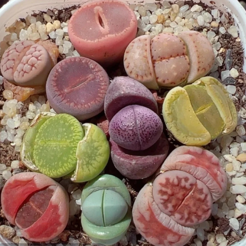 Lithops Succulent Seeds – Easy-to-Grow ‘Living Stones’ for Stress-Free Gardening 🌱