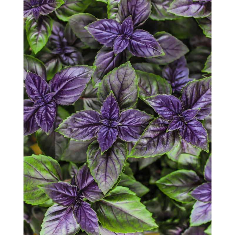 🌱Basil seeds-High quality, easy to grow, and rich in flavor