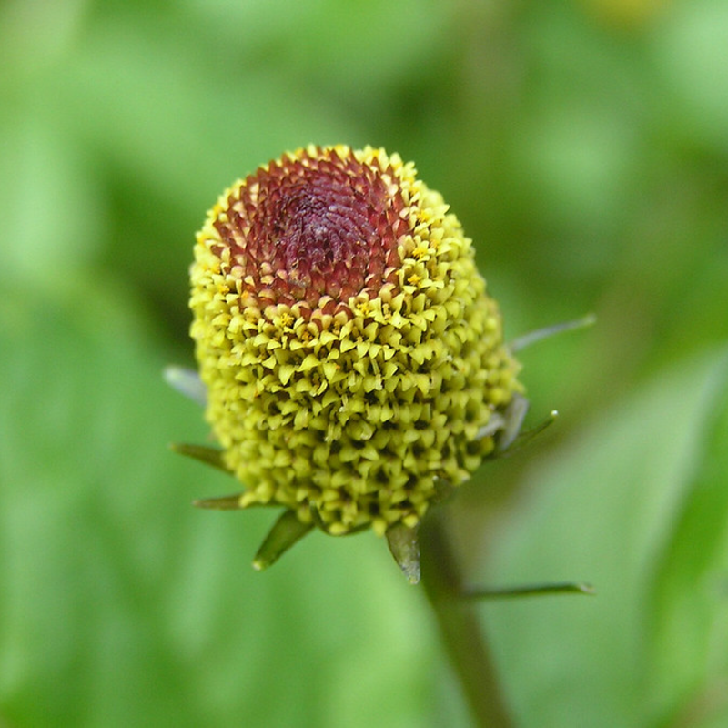 Grow Nature’s Multitasker 🌿💊🌟 – Acmella Oleracea Seeds🌱 Easy to Cultivate, Edible, Medicinal