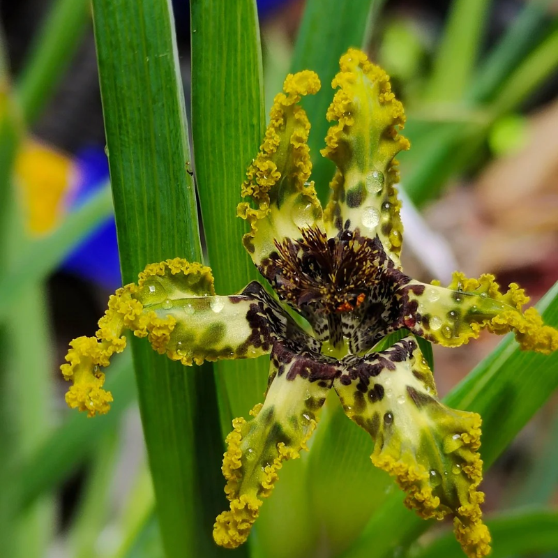 🌟 Ferraria Iris Seeds – A Touch of the Exotic, Right at Home 🪴💜