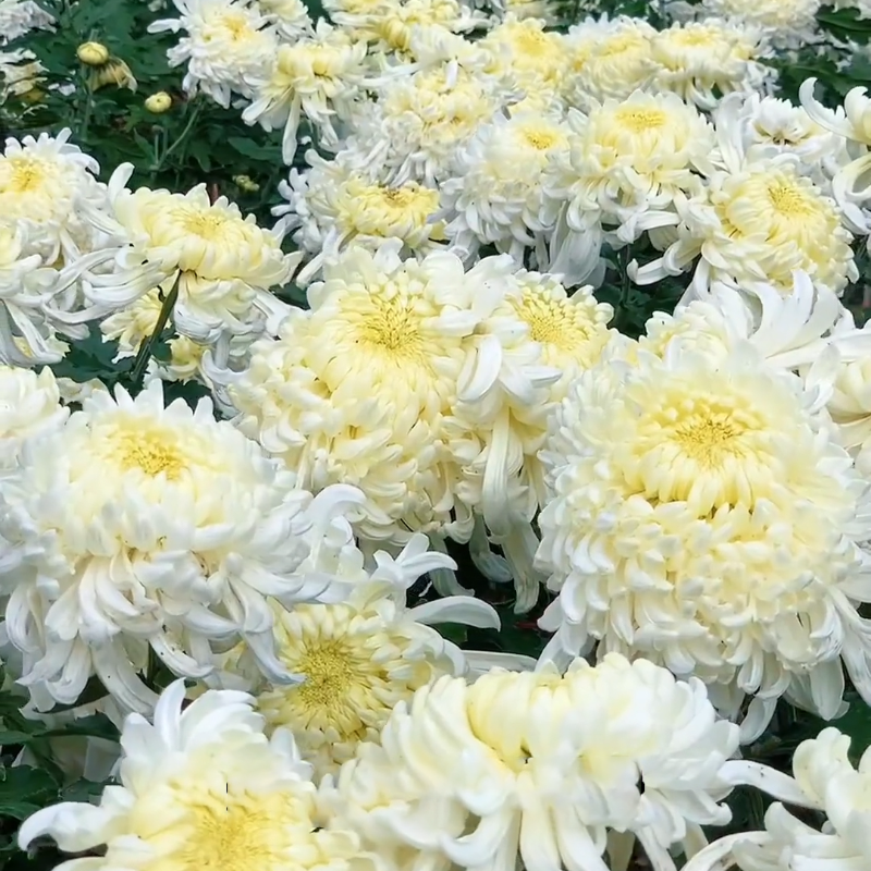 🌱Gold Thread Chrysanthemum Seeds - easy to grow, eye health, diverse hues