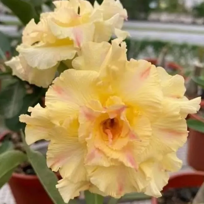 🌵🌹 Dive into Desert Beauty: Desert Rose Seeds for Your Tranquil Haven! 🏜️🌺