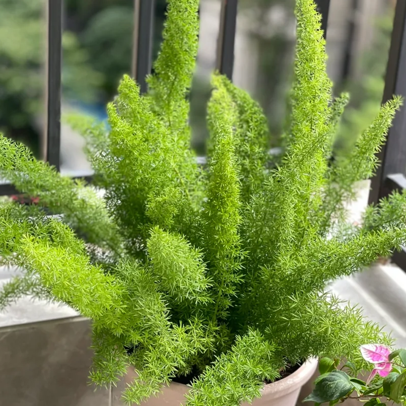 🪴Das ganze Jahr über immergrün🌿Fuchsschwanz-samen🍀Frisch und raffiniert